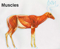 Deer Muscles
